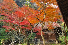 天授院の紅葉